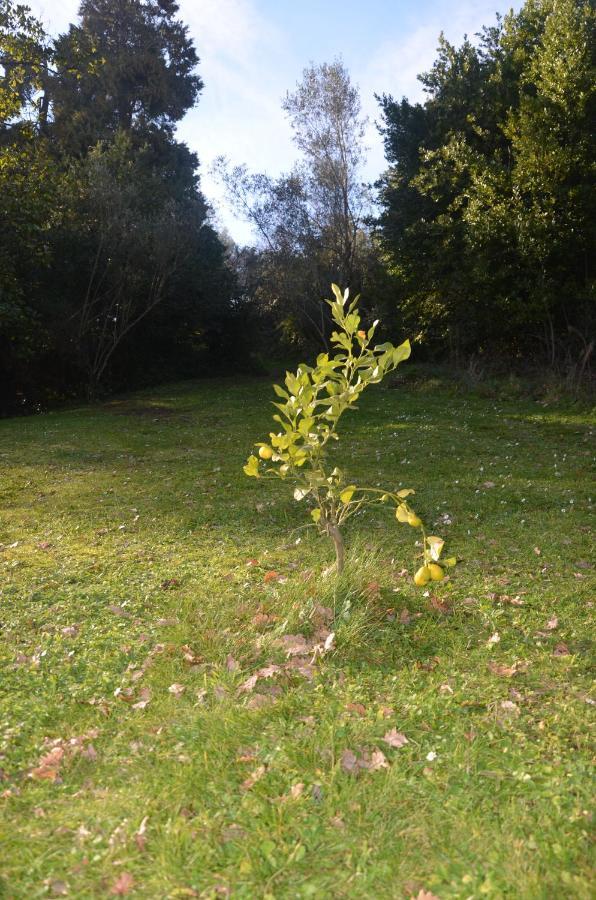 Il Giardino Secreto Daire Manziana Dış mekan fotoğraf
